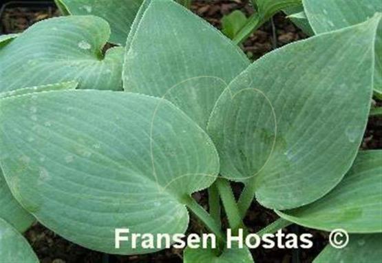 Hosta Touch of Frost