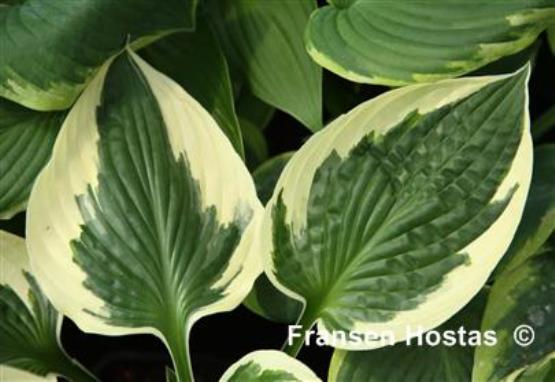 Hosta Trailblazer