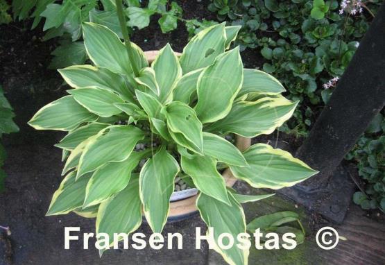 Hosta Tsugaru Komachi Fukurin