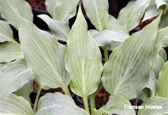 Hosta Twilight Time