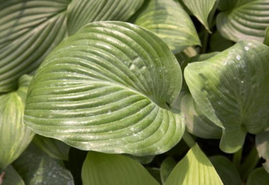 Hosta Twist and Shout