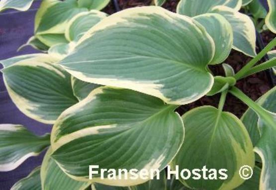 Hosta Tycoon