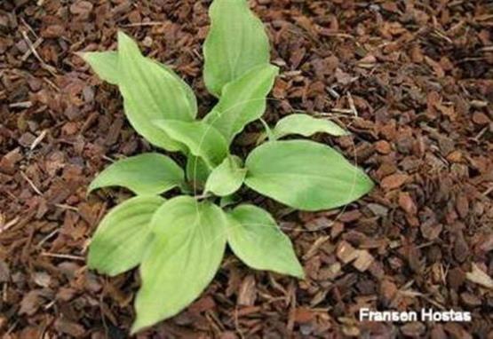 Hosta tsushimensis