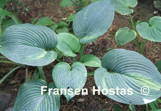 Hosta Uberageous