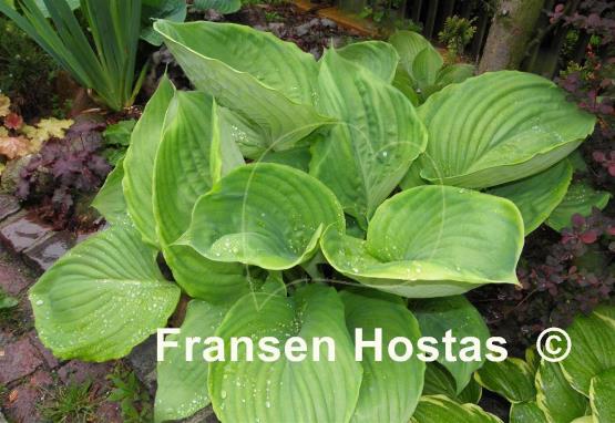 Hosta Ufo
