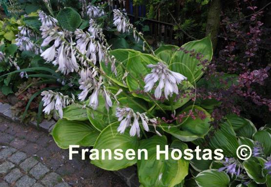 Hosta Ufo