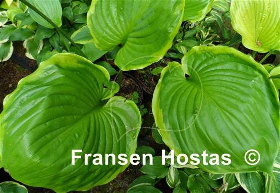 Hosta Ufo