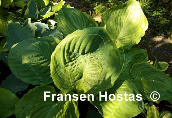 Hosta Ufo
