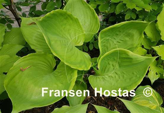 Hosta Ufo