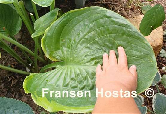 Hosta Ufo