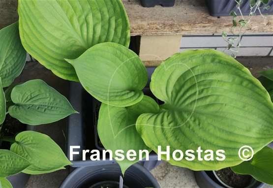 Hosta Ufo