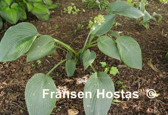 Hosta Ultramarine
