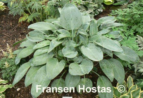 Hosta Ultramarine