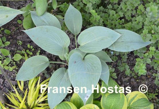 Hosta Ultramarine