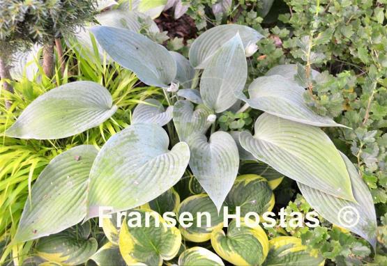 Hosta Ultramarine