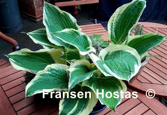 Hosta Unbridled Passion