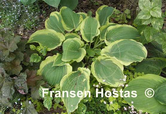 Hosta Unbridled Passion