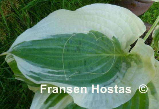 Hosta Unbridled Passion
