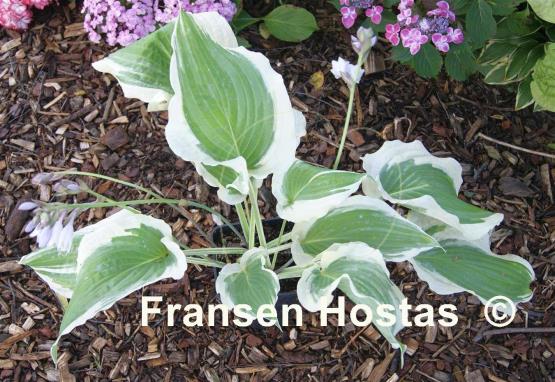 Hosta Unbridled Passion