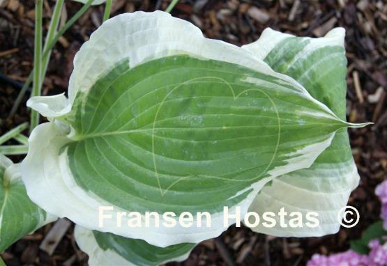 Hosta Unbridled Passion