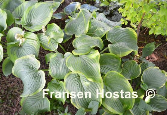 Hosta Unchained Melody