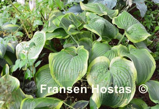 Hosta Unchained Melody