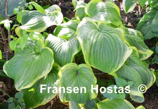 Hosta Unchained Melody