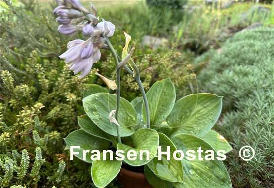 Hosta Undine