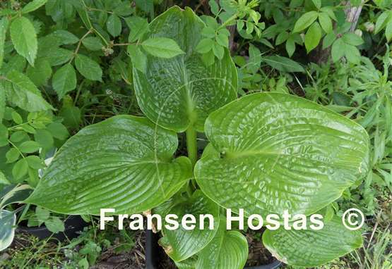 Hosta Undine