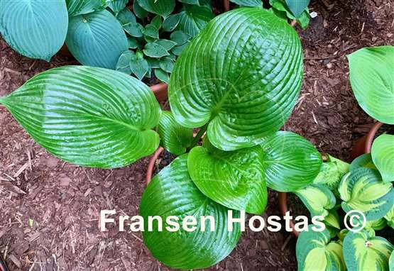 Hosta Undine