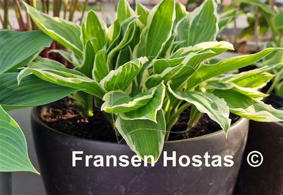 Hosta Undulata Albomarginata