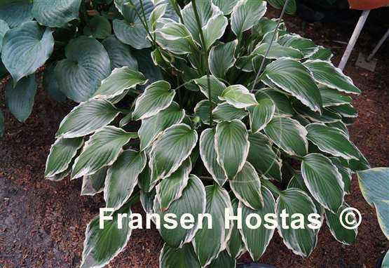 Hosta Undulata Albomarginata