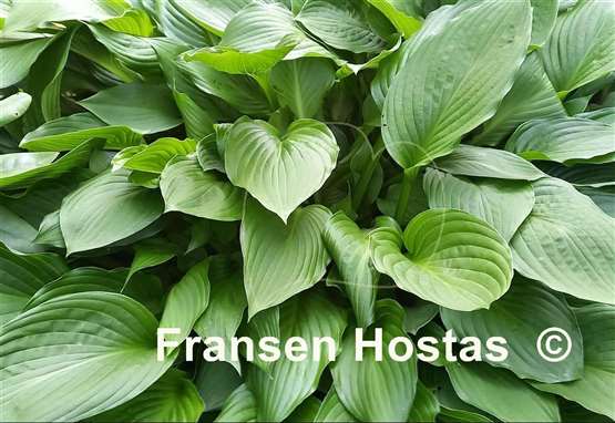 Hosta Undulata Erromena