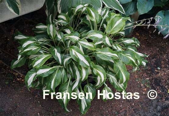 Hosta Undulata Mediovariegata