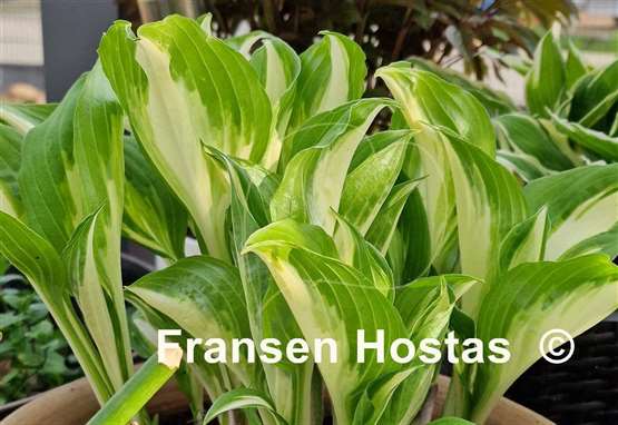 Hosta Undulata Univittata