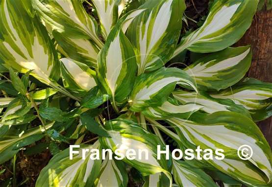 Hosta Undulata Univittata
