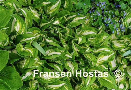 Hosta Undulata Univittata