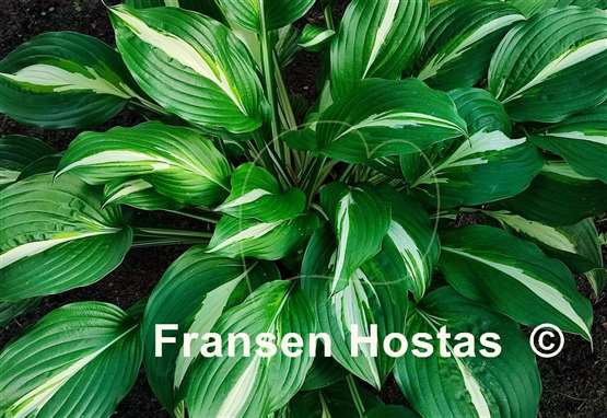 Hosta Undulata Univittata