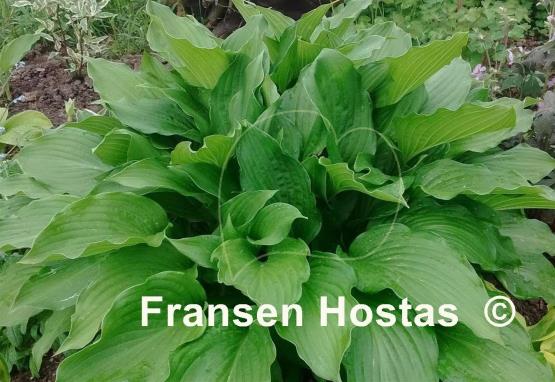 Hosta Undulata Erromena