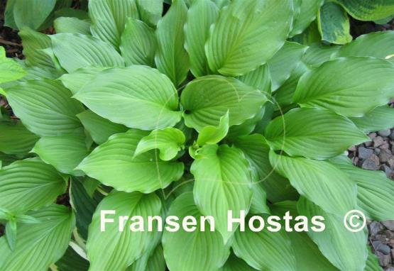 Hosta Undulata Erromena