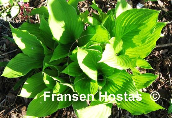 Hosta Undulata Erromena