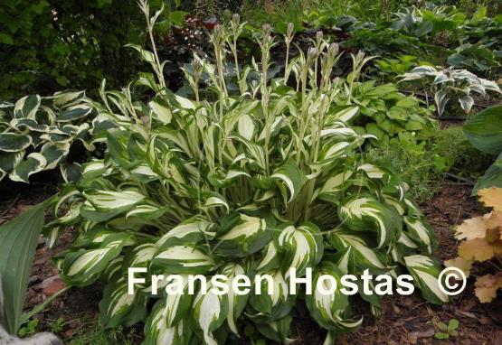Hosta Undulata Mediovariegata