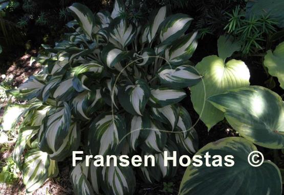 Hosta Undulata Mediovariegata