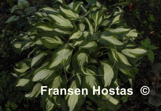 Hosta Undulata Mediovariegata
