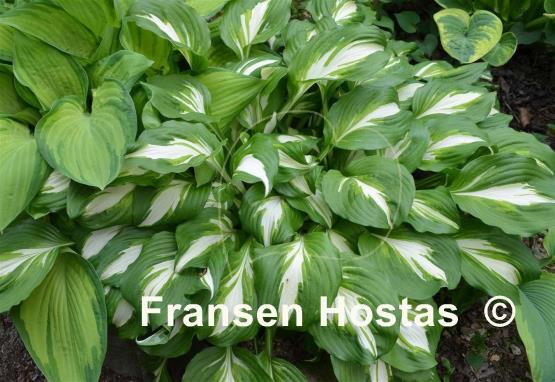 Hosta Undulata Mediovariegata