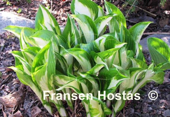 Hosta Undulata Mediovariegata