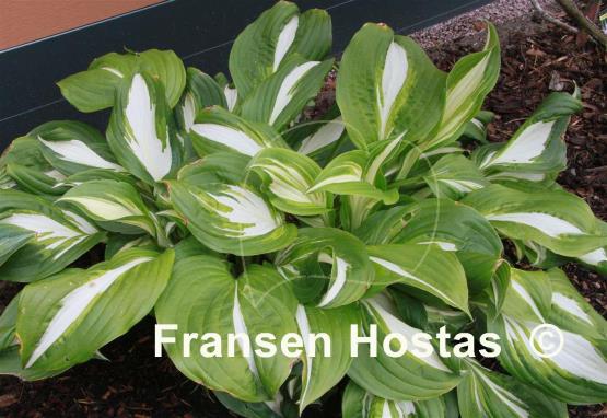 Hosta Undulata Univittata