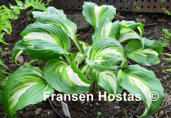Hosta Undulata Univittata