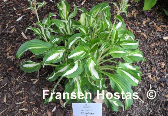 Hosta Undulata Univittata