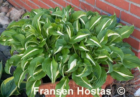Hosta Undulata Univittata